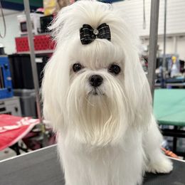 Suk - Maltese