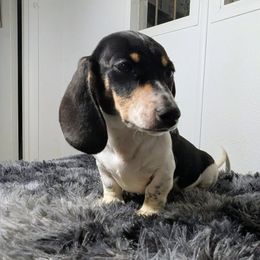 1 - Herclues - Piebald male Dachshund puppy in Central Point, Oregon from MRS Long Dog Ranch