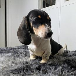 1 - Herclues - Piebald male Dachshund puppy in Central Point, Oregon from MRS Long Dog Ranch