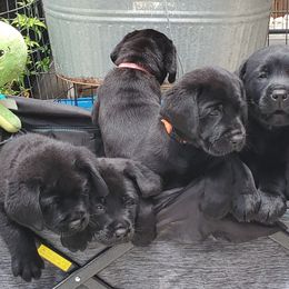 Labrador Retriever Puppies from Labs4Ever Labradors