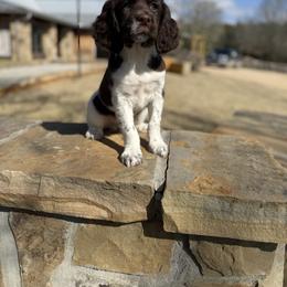 Donald - White and liver male English Springer Spaniel puppy in Ohatchee, Alabama from Otter Creek Kennels