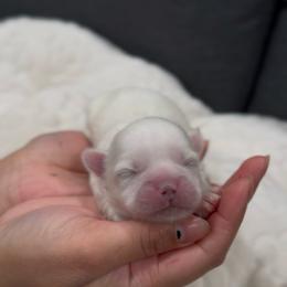 Opalescent Lapis - White male Shih Tzu puppy in Cedar Hill, Texas from Puppy Paper House