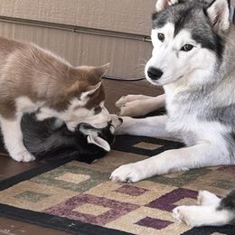 Siberian Husky Puppies from Valerie Schmaltz