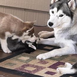 Siberian Husky Puppies from Valerie Schmaltz
