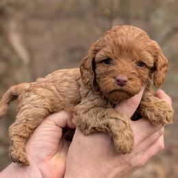 Daisy - Red female Cavapoo puppy in Coshocton, Ohio from Forever Family Puppies