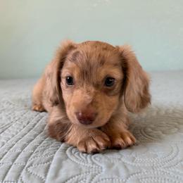 Milo (AKC) - Chocolate and cream male Dachshund puppy in Valley Springs, California from River Breeze Dachshunds