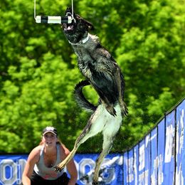 Reya - German Shepherd