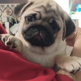 Bacchus - Fawn male Pug puppy in Glendale, Oregon from Azalea Pugs