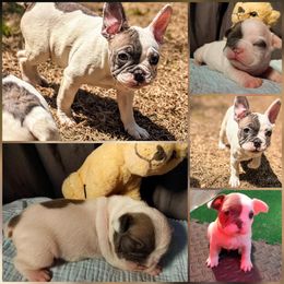 French Bulldog Puppies from G & K Frenchies LLC