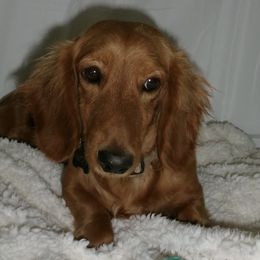 Dachshunds from Doxies of 661