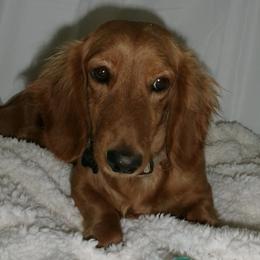 Dachshunds from Doxies of 661