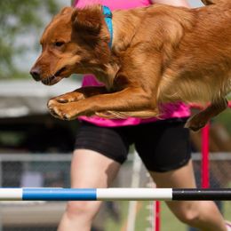 Golden Retrievers from Briarwood Lane Golden Retrievers