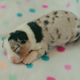 Blue F - Blue merle female Australian Shepherd puppy in Cotati, California from Tried and True Aussies