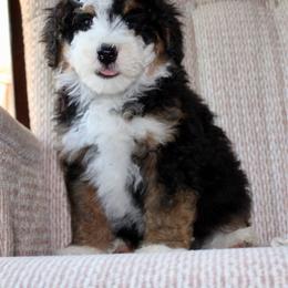 Archie- READY NOW - Tri-color male Bernedoodle puppy in Apple Creek, Ohio from Cuddle Paws