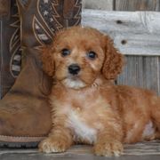 Honor-Red Collar - Apricot male Irish Doodle puppy in Macedon, New York from Toodles Goldendoodles