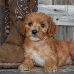 Honor-Red Collar - Apricot male Irish Doodle puppy in Macedon, New York from Toodles Goldendoodles