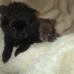 Turbo - Black male Pomeranian puppy in Port Angeles, Washington from Pacific Northwest Pomeranians