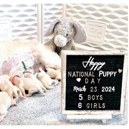 Golden Retriever Puppies from Huckaby’s English Golden Retrievers