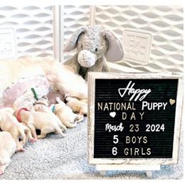 Golden Retriever Puppies from Huckaby’s English Golden Retrievers