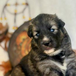 Native American Indian Dog Puppies from Turtle Island NAIDs