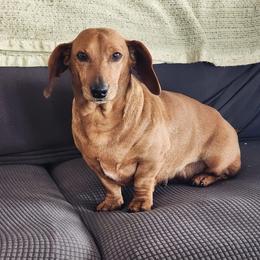 Chatty - Red female Dachshund puppy in Brave, Pennsylvania from Maple Moon Mini Dachshunds