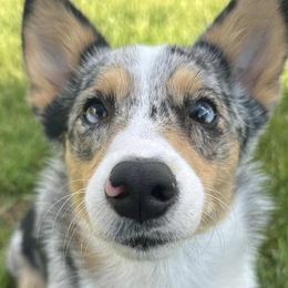 American Corgis and Pembroke Welsh Corgis from H&B Corgi’s