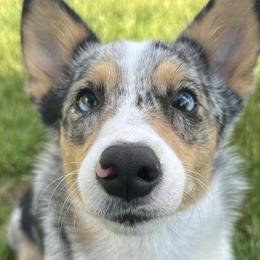 American Corgis and Pembroke Welsh Corgis from H&B Corgi’s