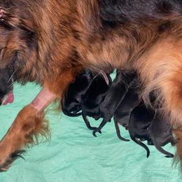 Female 4 - Black and red female German Shepherd puppy in Marianna, Florida from Haus M Godwin