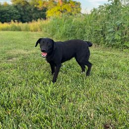 Oakley - Labrador Retriever
