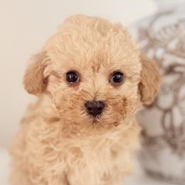 Goldendoodles and Maltipoos from Cedar Creek Doodles