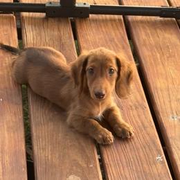 Chocolate based red male - Red male Dachshund puppy in Hawley, Texas from Foxy’s Dachshunds & Toy Aussies