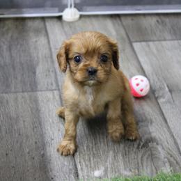 AKC Teeter - Ruby female Cavalier King Charles Spaniel puppy in Albany, Indiana from Hatz Off Puppies
