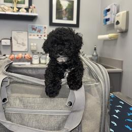 Poodle Puppies from Avcpoodles