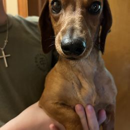 Annie - Dachshund