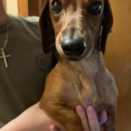 Annie - Dachshund