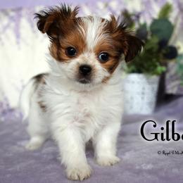 Gilbert - Sable male Mi-Ki puppy in Elizabeth, Colorado from Royal T Mi-Kis