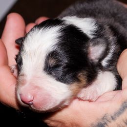 Wishbone - Black tri-color male Australian Shepherd puppy in Belton, Texas from Brilliant Beautiful Australian Shepherds