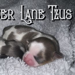 Shih Tzu Puppies from Lavender Lane Tzus