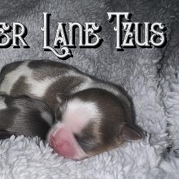 Shih Tzu Puppies from Lavender Lane Tzus