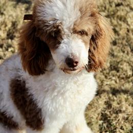 Prada - Poodle