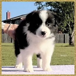 Peggy - Black female Border Collie puppy in New Market, Alabama from Kensington Border Collies