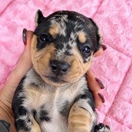 Eclipse - Dapple male Dachshund puppy in Salem, Oregon from Longdox Mini Dachshunds
