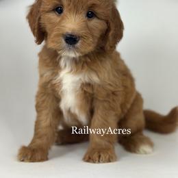 Annie - Red  female Goldendoodle puppy in Milford, Indiana from Railway Acres Kennel