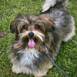 Blessing - Havanese