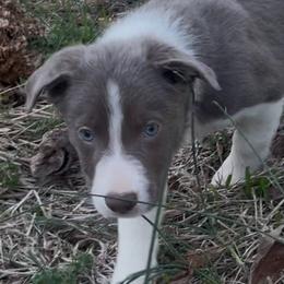 Border Collie Puppies from Collie Wood Hills
