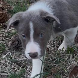 Border Collie Puppies from Collie Wood Hills