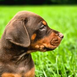Acedia - Red and rust male Doberman Pinscher puppy in Lebanon, Ohio from Lady Mae Bassets & Doberman
