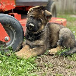German Shepherd Puppies from FuryHaus German Shepherds
