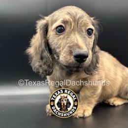 Blake - 3000 - Cream male Dachshund puppy in Houston, Texas from Texas Regal Dachshunds LLC