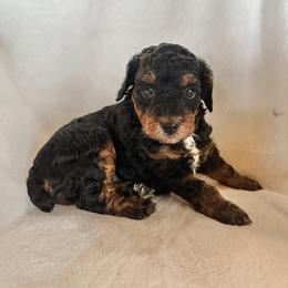 Fancy - Phantom female Poodle puppy in Cabool, Missouri from Rafter B Farms